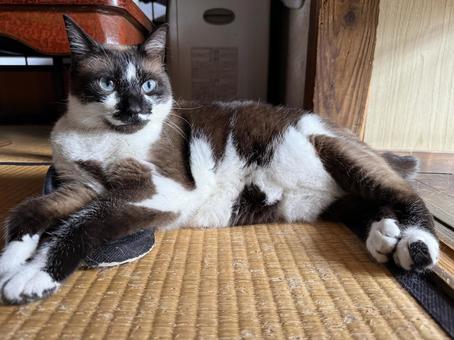 猫 猫 ネコ,動物,ねこの写真素材