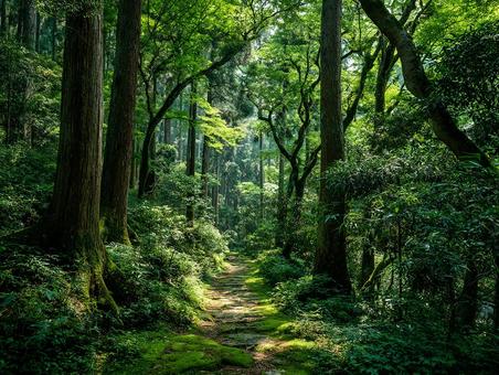 静寂な森の散歩道 静寂な森の散歩道の写真