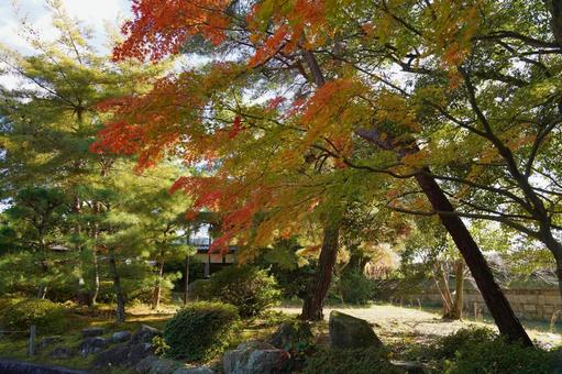 防府市毛利氏庭園の紅葉 紅葉,もみじ,風景の写真素材