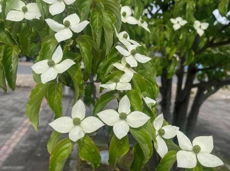 ヤマボウシ　白　花　街路樹　初夏の写真