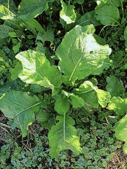 葉っぱ40 葉っぱ40 自然,屋外で,草の写真素材