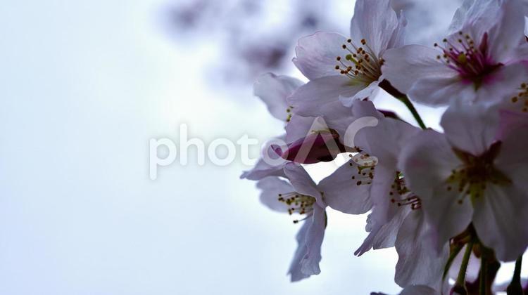 満開に咲く桜のポートレート写真 桜,花,ピンクの写真素材