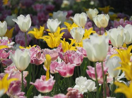 Photo, tulip, lare, spring, 