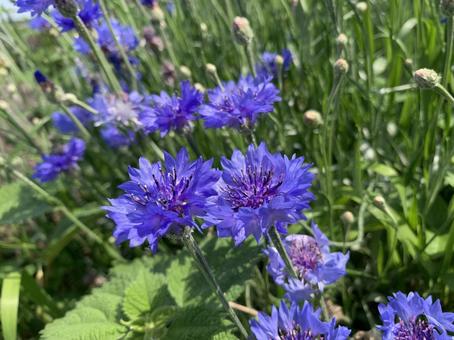 矢車草の写真