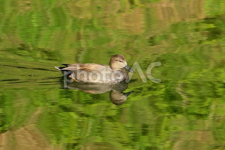 水面の反射とオカヨシガモ 冬,野鳥,鳥の写真素材
