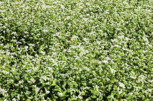 満開の白い蕎麦 ソバ,蕎麦,花の写真素材