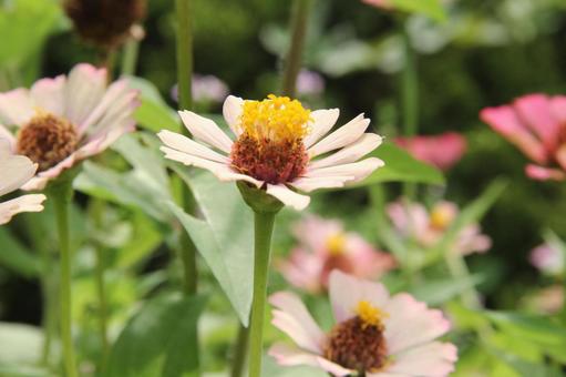 ヒャクニチソウ・ジニア クローズアップ ヒャクニチソウ・ジニア,鮮やか,優雅の写真素材