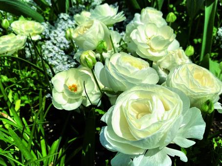 The beauty of overlapping ranunculus, ranankyuras, white flower, spring flower, JPG