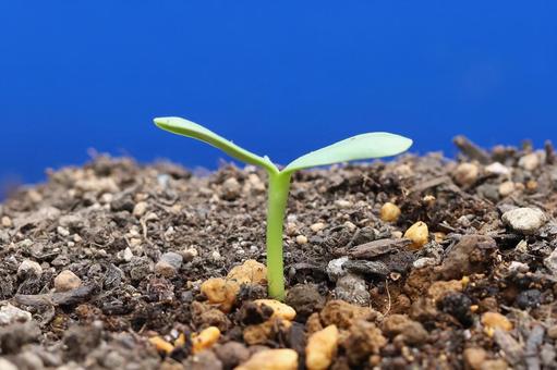 ひまわり種子発芽 ひまわり種子発芽 植物,花,春の写真素材