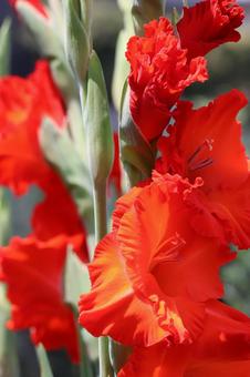 Photo, canna, flower, orange, 