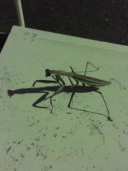 カマキリ カマキリの写真