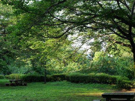 公園の緑 公園の緑の写真