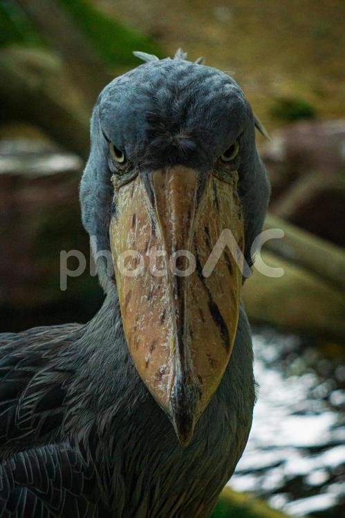 睨み付けハシビロコウ 鳥,ハシビロコウ,動物園の写真素材