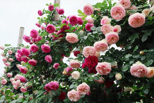 バラの花 バラの花 薔薇,バラ,花の写真素材