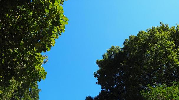 Blue sky, autumn sky, leaves that have begun to color, park, blue sky, sunny sky, blue sky, JPG