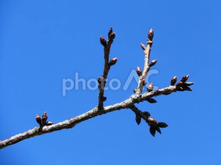 桜の枝先の新芽 枝,新芽,花芽の写真素材