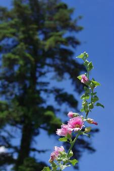 タチアオイ 立葵 夏の花 ピンクの花 タチアオイ 立葵 夏の花 ピンクの花の写真