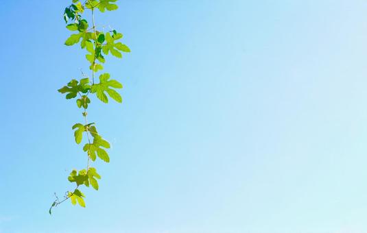弦、青空の写真