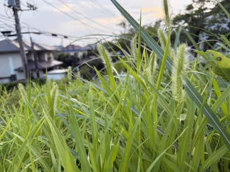 猫じゃらしの生えている空き地 猫じゃらしの生えている空き地の写真