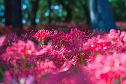 お彼岸に赤色に染める曼殊沙華 お彼岸に赤色に染める曼殊沙華の写真