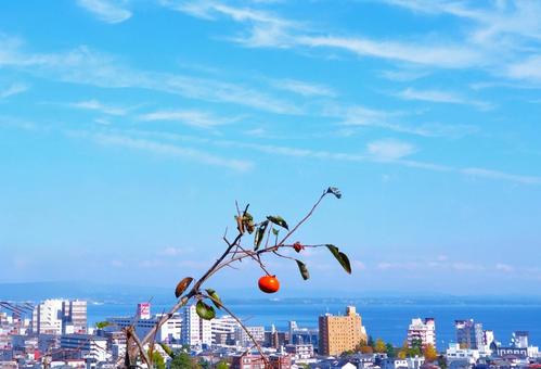秋空、海景、柿一輪 柿,秋,海の写真素材