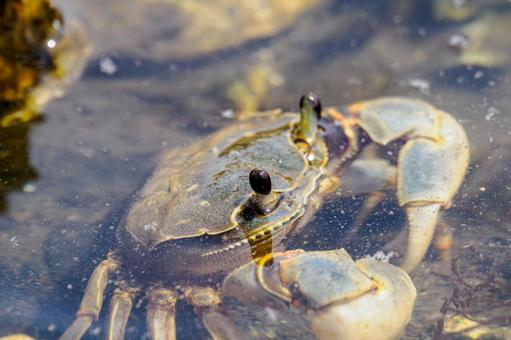 Photo, tideland, creatures, crab, 