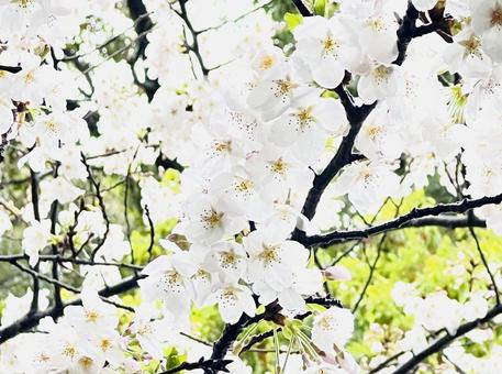 満開の桜 満開の桜の写真