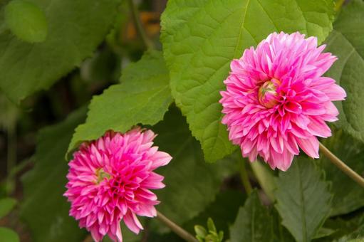 ピンクの花 ピンクの花の写真