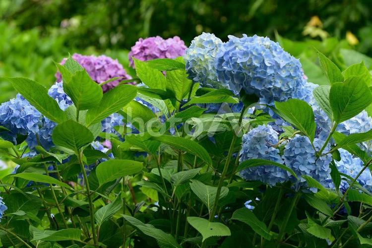 紫陽花 植物,花,花木の写真素材