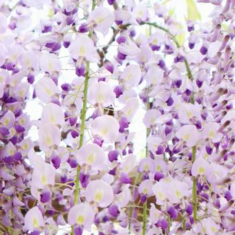 満開の藤の花 満開の藤の花の写真
