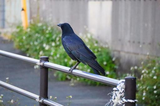 カラス カラス,柵,歩道の写真素材