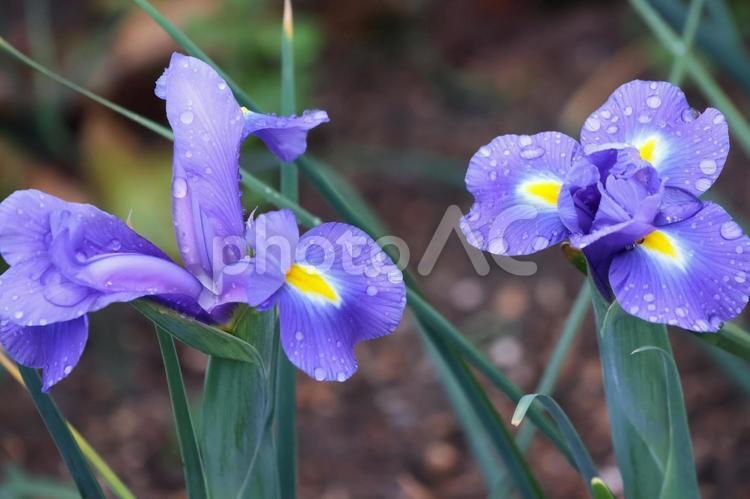 ４月下旬の庭の雨上がりのハナショウブの花 背景,ハナショウブ,花の写真素材