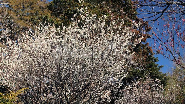 春の日差しを受ける白梅 梅の花,花,春の写真素材