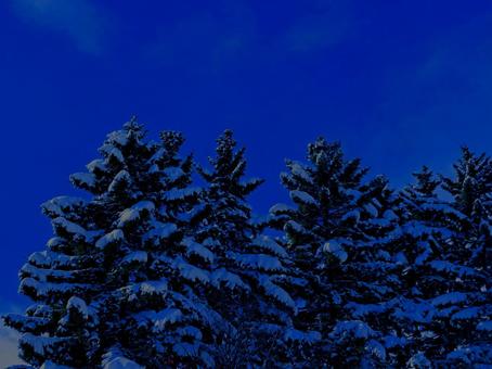 サイレントナイト ツリー,雪,冬の写真素材