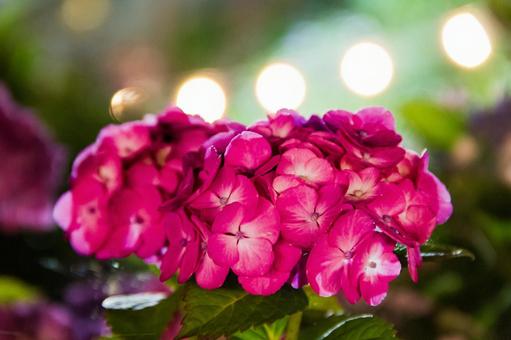 電飾に照らされたピンクの紫陽花の写真
