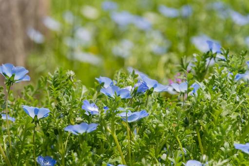 Blue Nemophila Dance, JPG Blue Nemophila Dance, JPG
