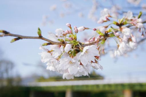 桜-133 桜-133の写真