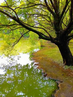 雨上がりの水面 アーバンみらい公園 雨上がりの水面 アーバンみらい公園 水面,樹木,夏木立の写真素材