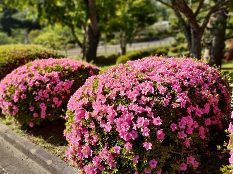梅雨時期のピンクの花 ツツジ 梅雨時期のピンクの花 ツツジ つつじ,ツツジ,ピンクの花の写真素材