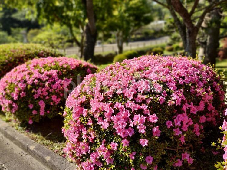 梅雨時期のピンクの花　ツツジ つつじ,ツツジ,ピンクの花の写真素材
