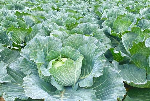 キャベツ畑2 キャベツ,畑,野菜の写真素材