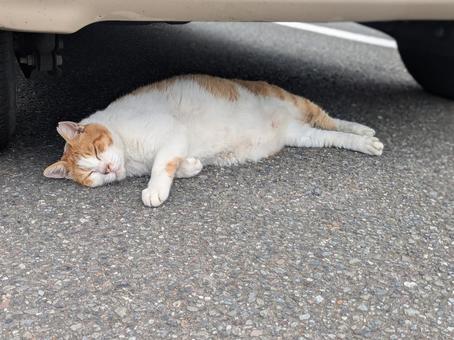 地域猫 地域猫の写真