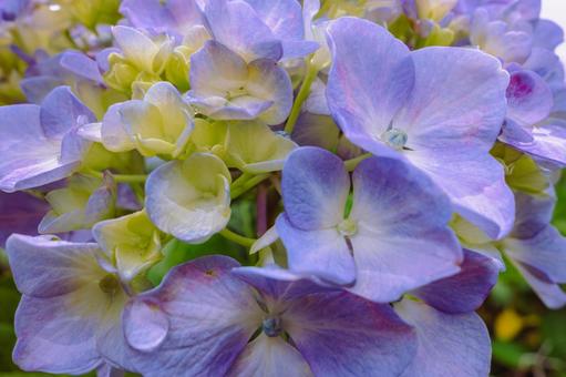 華麗なアジサイの花25 華麗なアジサイの花25の写真