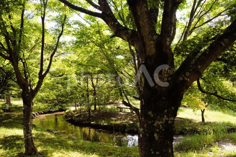みどりの公園　長野県　１ 夏,風景,晴れの写真素材