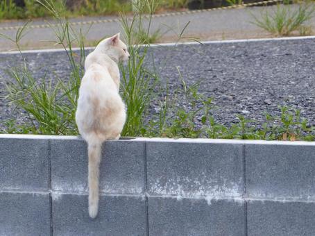 ネコa ネコaの写真