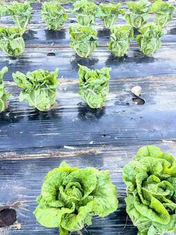 畑で育つ白菜 白菜,家庭菜園,自給自足の写真素材