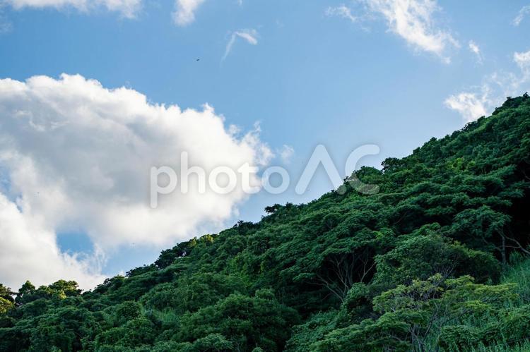 夏の青空と白い雲 雲,青空,空の写真素材