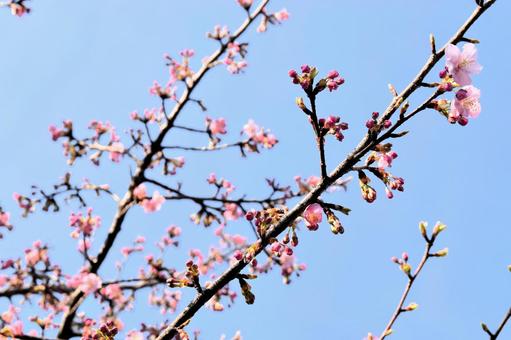 Cherry blossom buds and petals blooming in the spring sky, JPG