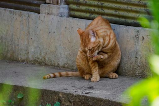 猫(186) 猫(186) 猫,食肉目,ネコ科の写真素材