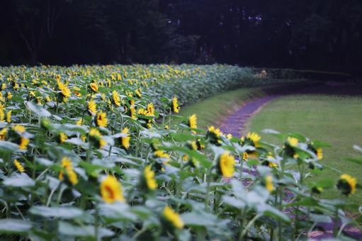 Sunflowers in a sunflower field, JPG